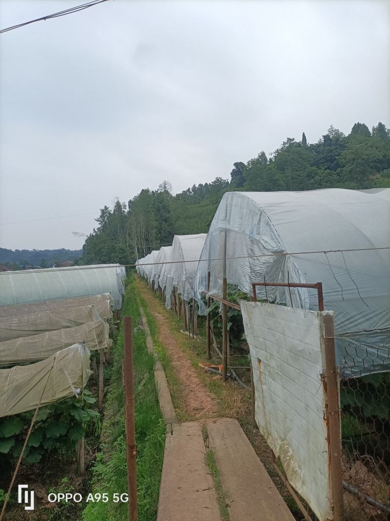 夏黑葡萄，醉金香，金手指
