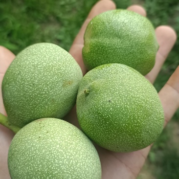 青皮核桃