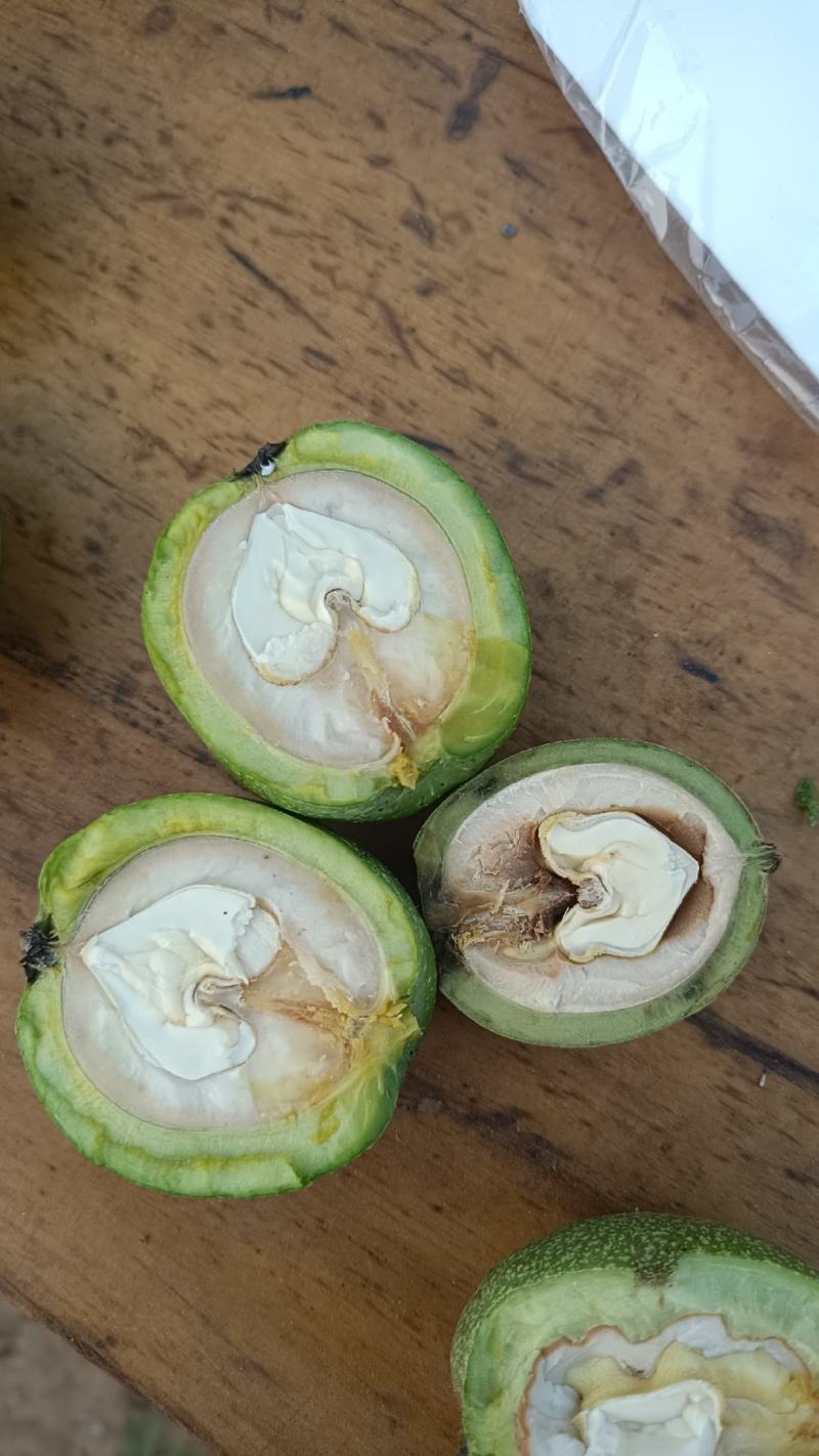 青皮核桃