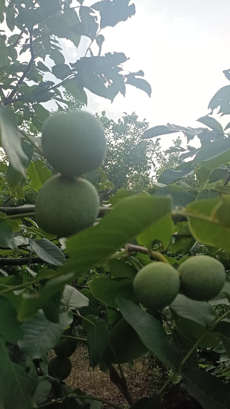 青皮核桃