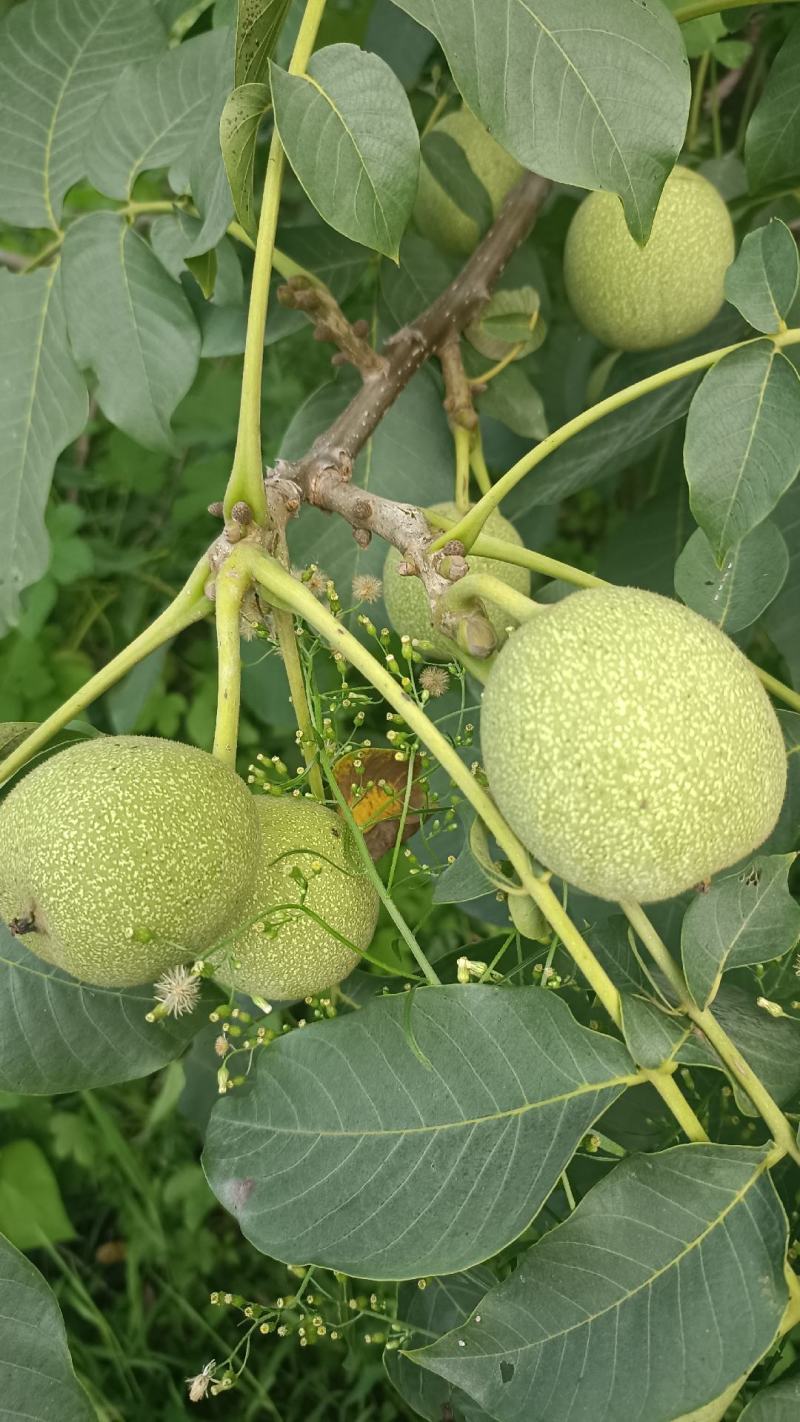青皮核桃