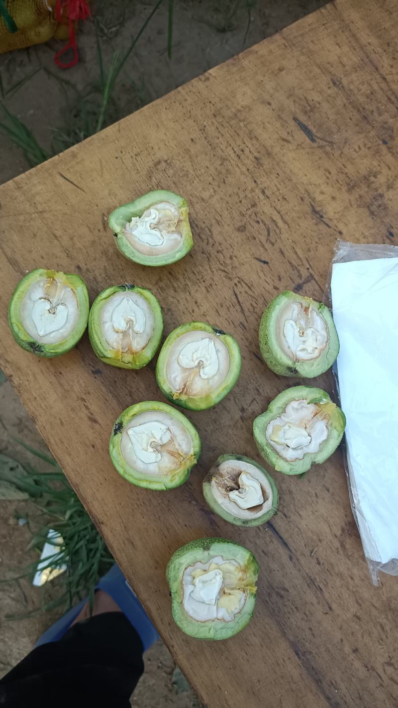 青皮核桃