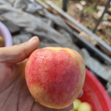 鲁丽苹果