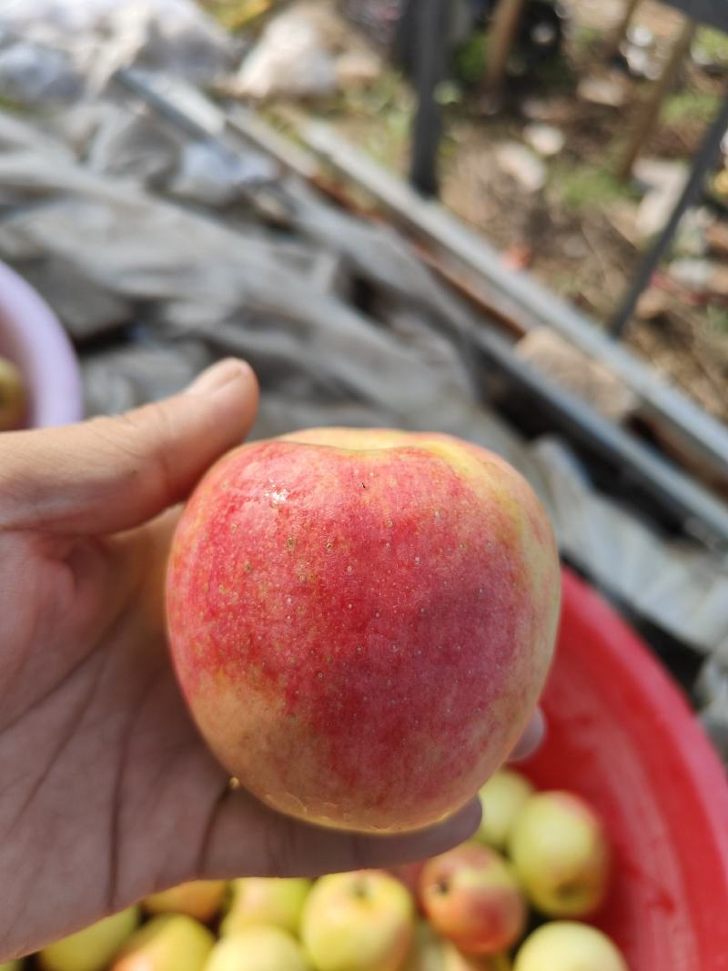 鲁丽苹果