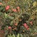 鲁丽苹果