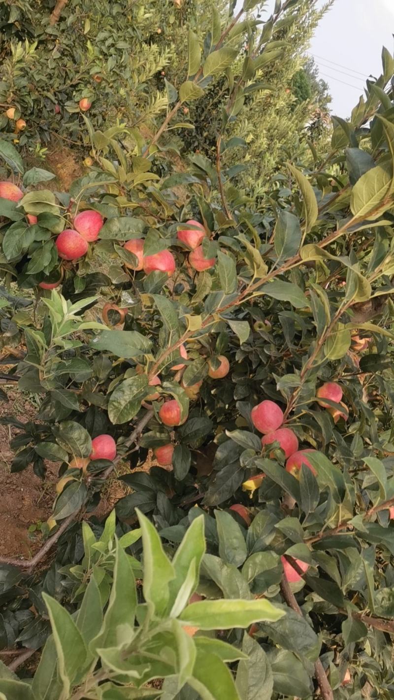 鲁丽苹果