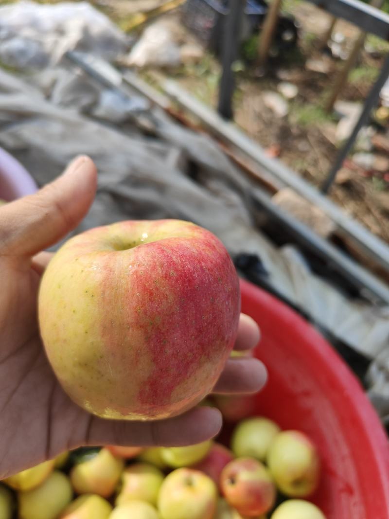 鲁丽苹果