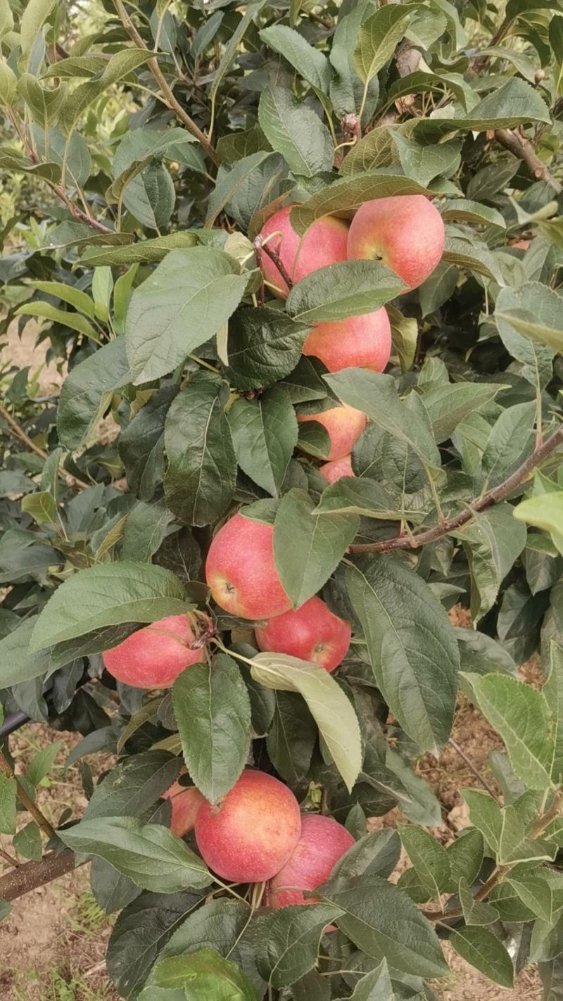 鲁丽苹果