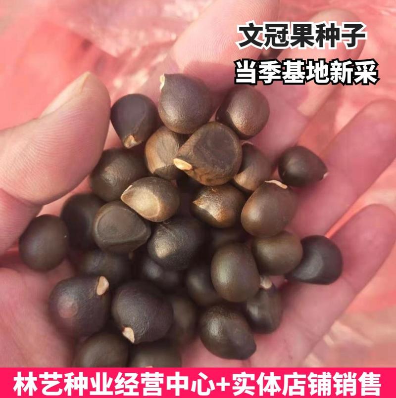 新采文冠果种子文冠果籽精选新采文冠树种子食用野生