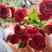 云南玫瑰花苗，产地一手货源，品种齐全，量大从优，品质保证