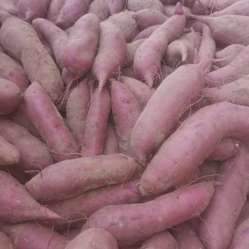 河北精品商薯19口感香甜无虫眼品质好欢迎来电咨询