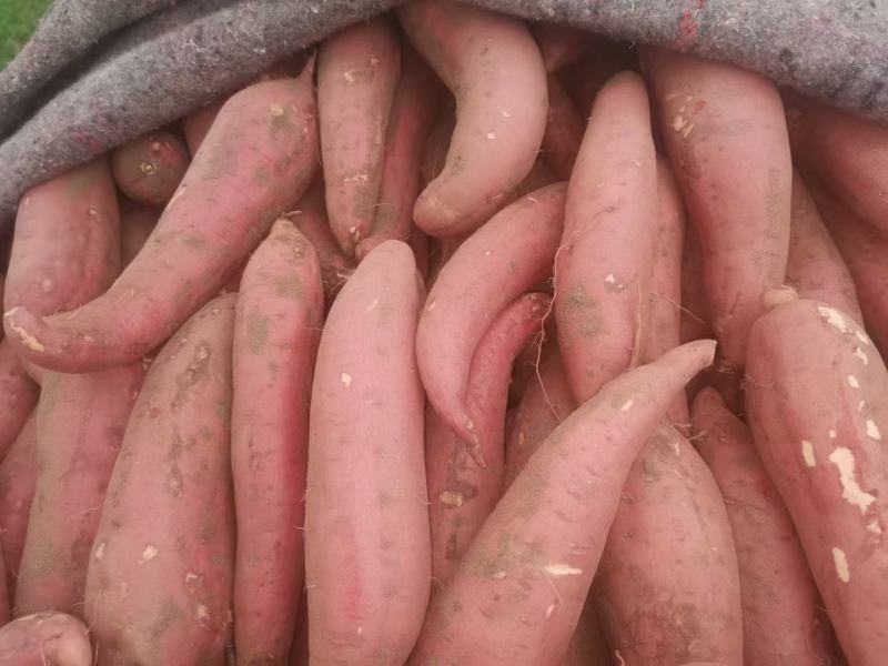 河北精品商薯19口感香甜无虫眼品质好欢迎来电咨询