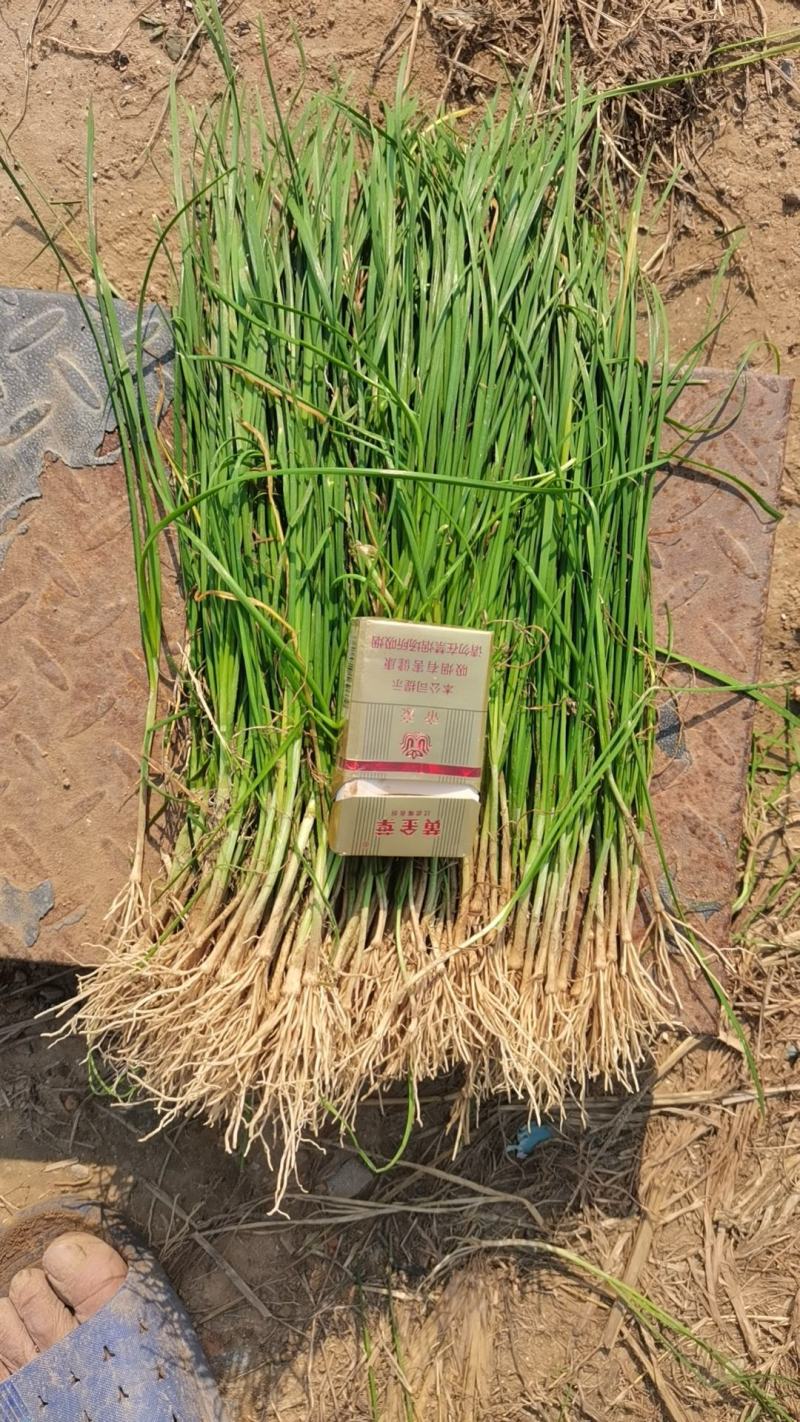 不休眠韭菜苗高产优质直立性好适合保护地种植