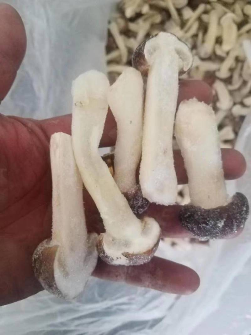 赤松茸冻品