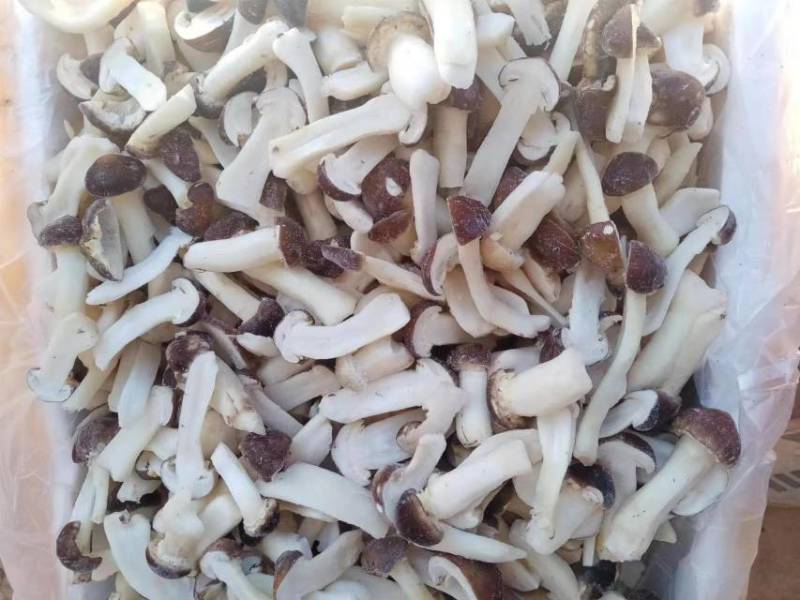 赤松茸冻品