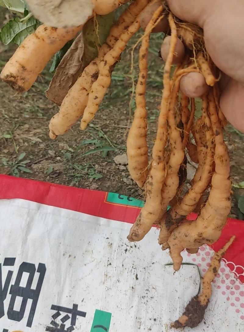 生地籽吨王生地（地黄）籽