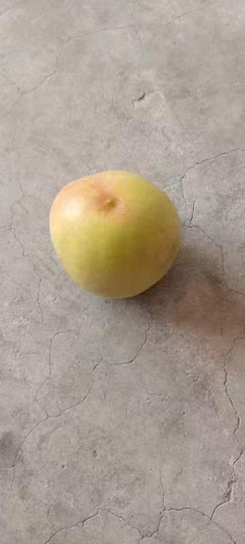黄肉油桃次黄肉油桃