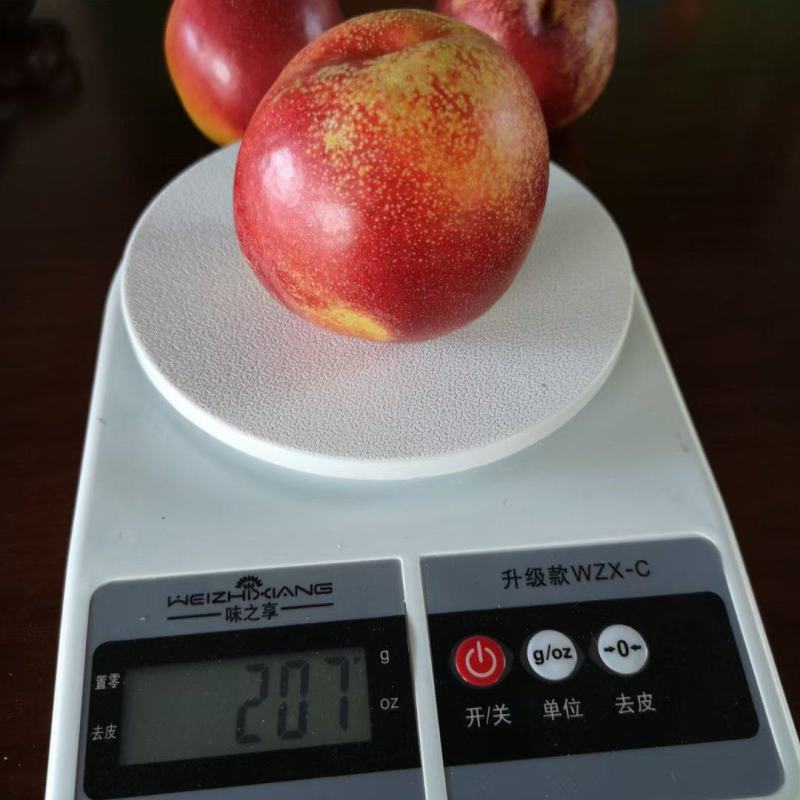 珍珠早油桃