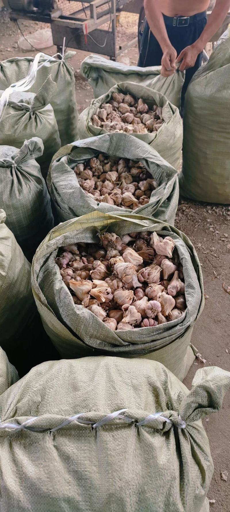 软叶蒜直叶蒜硬软叶硬直叶蒜苗蒜（源头好货）