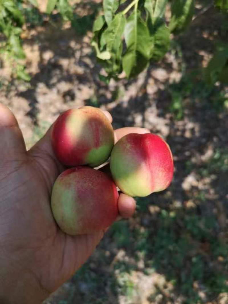 珍珠早油桃