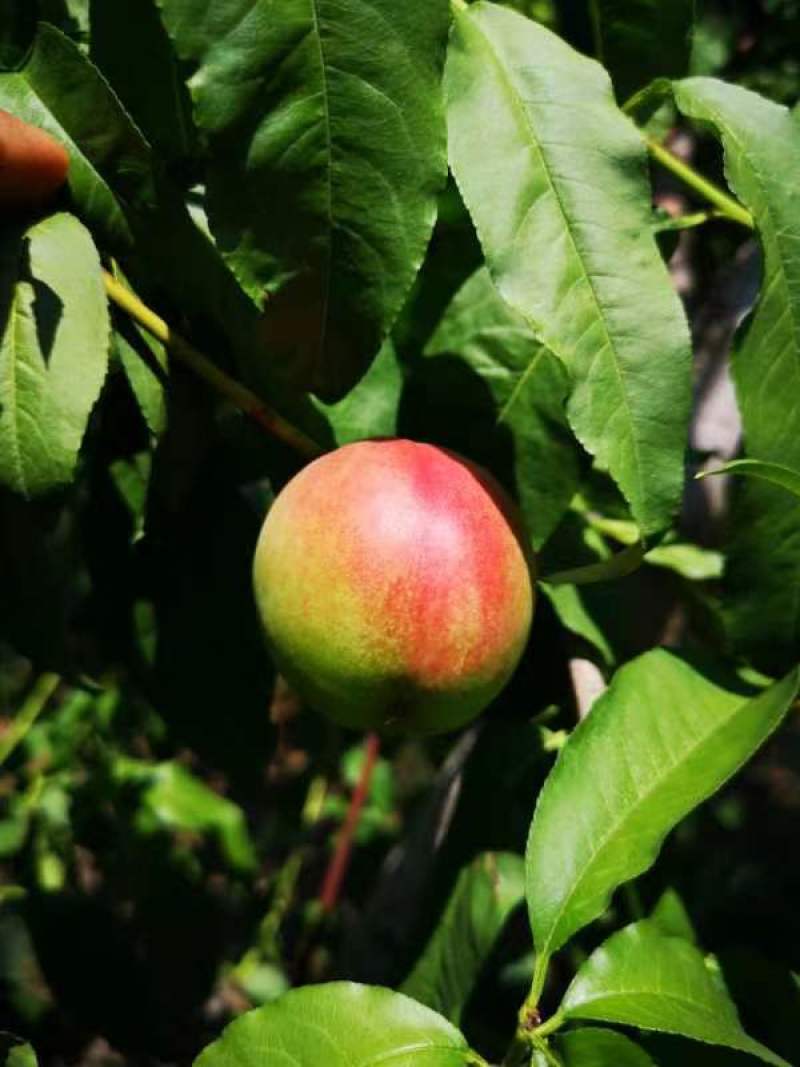 珍珠早油桃