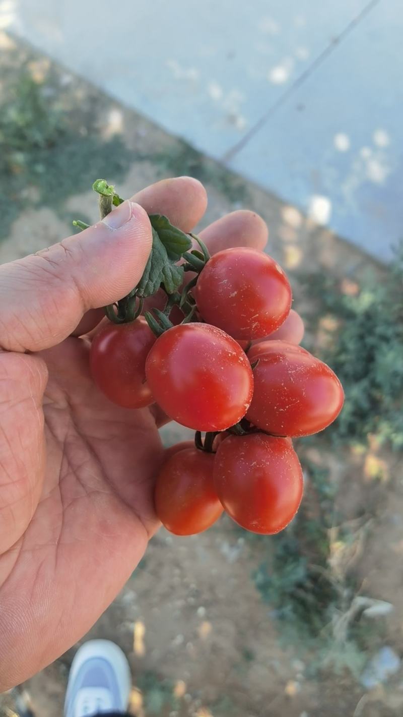 宁夏玲珑大量上市中糖度10度起。甜甜甜的那种