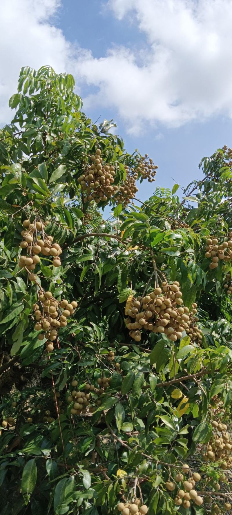 高州龙眼之乡，石硖统果，园子货，全部都能安排上，欢迎老板