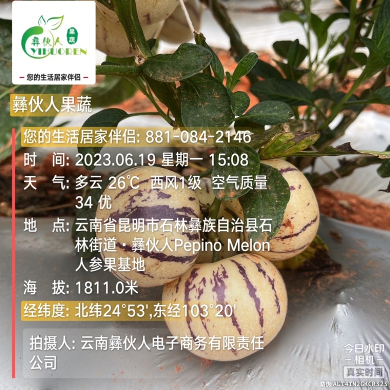 石林人生果人参果圆果二号组培苗种苗旱漂扦插苗顺丰包邮