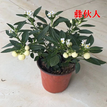云南石林人生果圆果盆栽大苗带花石林直发1盆起顺丰包邮