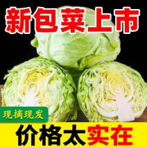 河北蔬菜甘蓝包菜莲花白大量上市现砍现发保质保量坏菜包赔