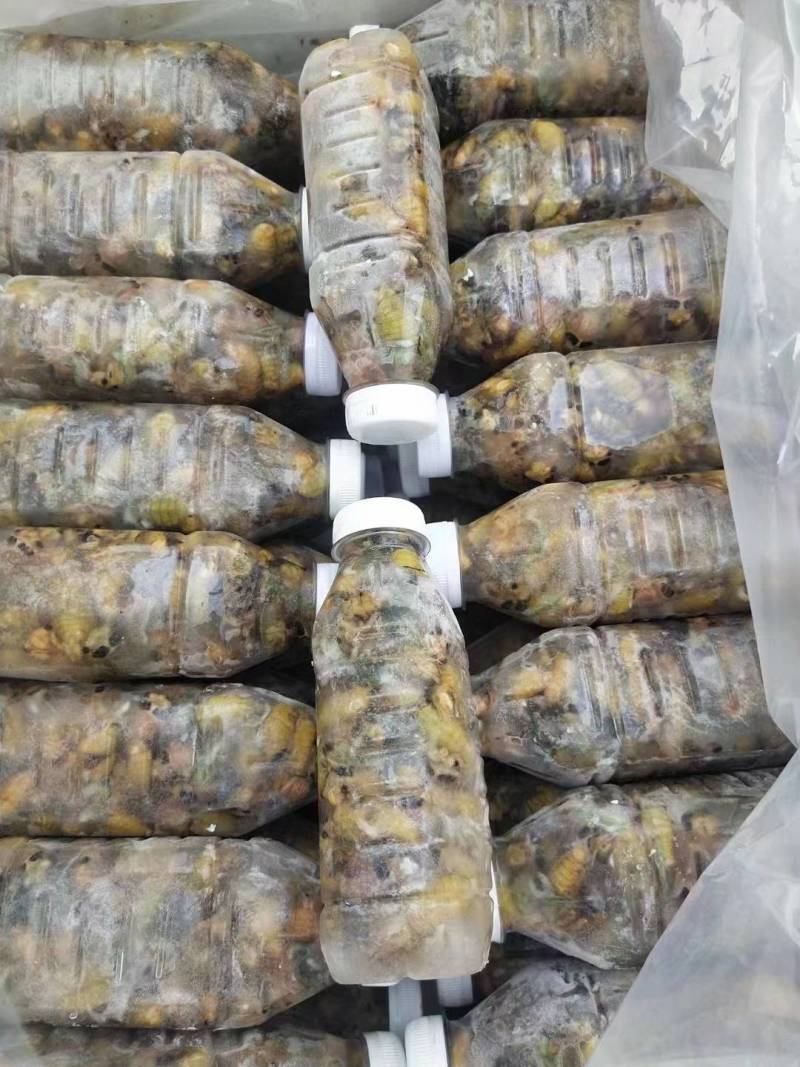 瓶装活体速冻金蝉，瓶装速冻白蝉，每瓶50只，46元一瓶，