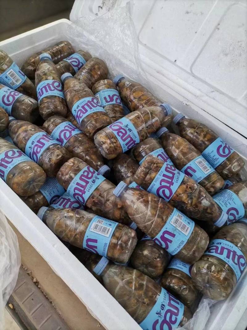 瓶装活体速冻金蝉，瓶装速冻白蝉，每瓶50只，46元一瓶，