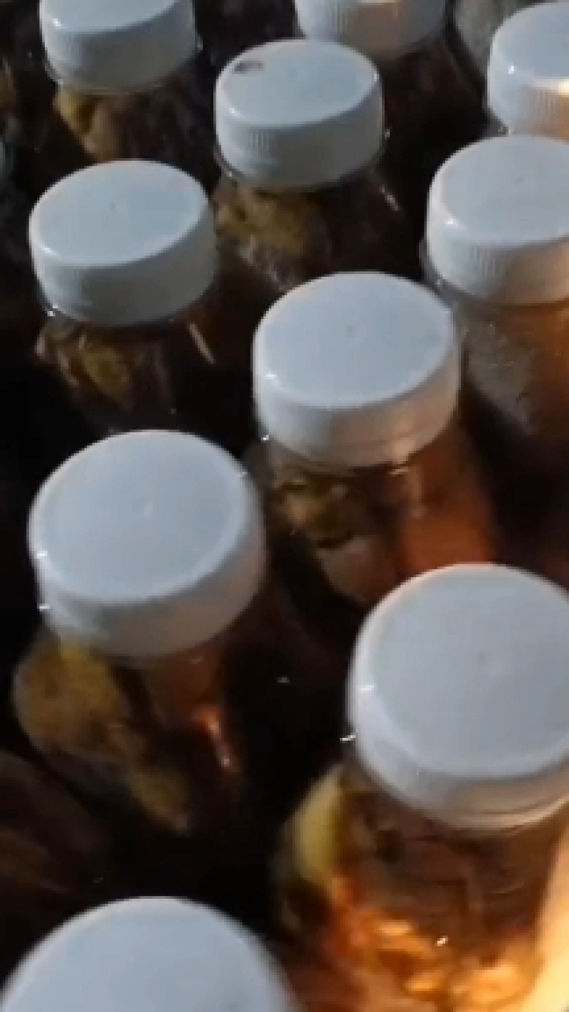 瓶装活体速冻金蝉，瓶装速冻白蝉，每瓶50只，46元一瓶，