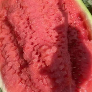 大量供应宁夏硒砂瓜，质量保证，品质没问题，需要的市场对接