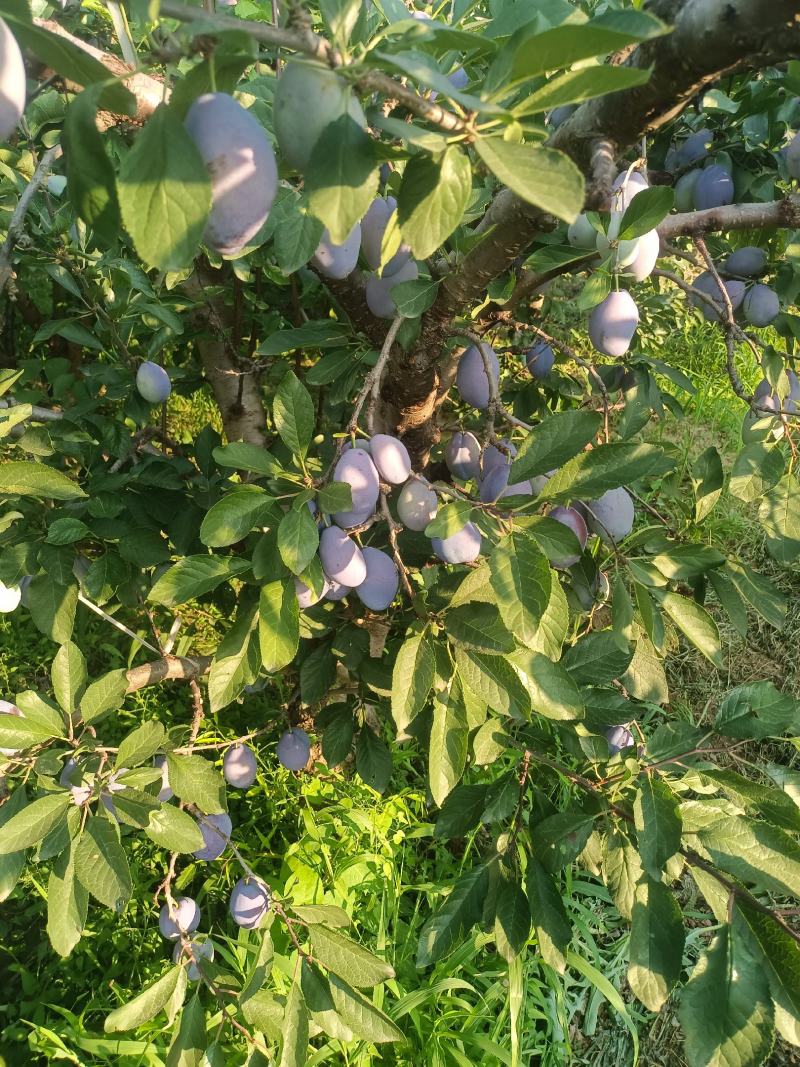 蓝西梅李子批发，蓝西梅李子基地，蓝西梅李子产地批发