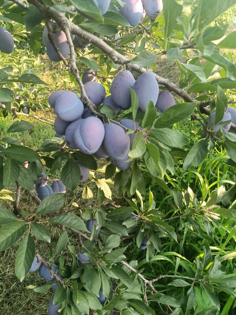 蓝西梅李子批发，蓝西梅李子基地，蓝西梅李子产地批发