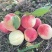 平武高山白花桃