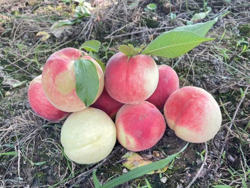 平武高山白花桃