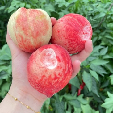 平武高山白花桃