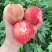 平武高山白花桃