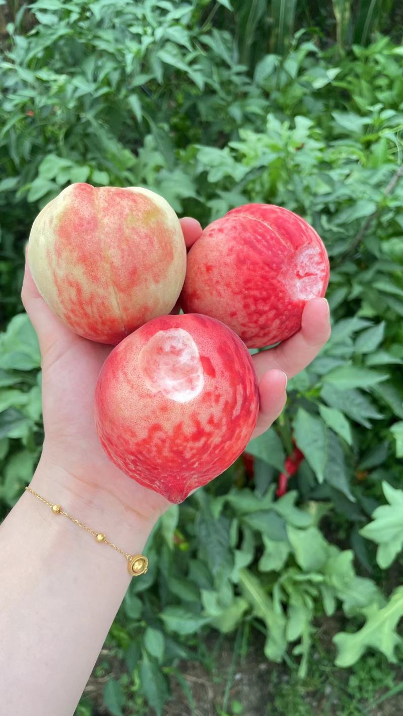 平武高山白花桃