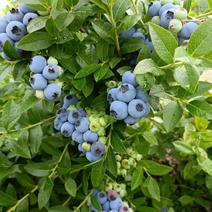 蓝莓全基质大钵苗成树继续预定中，当年可结4-5斤果
