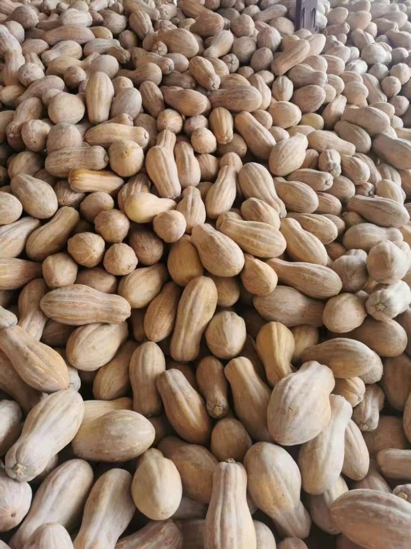蜜本南瓜大量上市中、形状个头、质量保证，欢迎大家光临