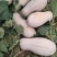 蜜本南瓜大量上市中、形状个头、质量保证，欢迎大家光临