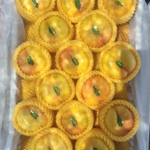河北油蟠桃九号大量上市口感脆甜个头大，量大从优