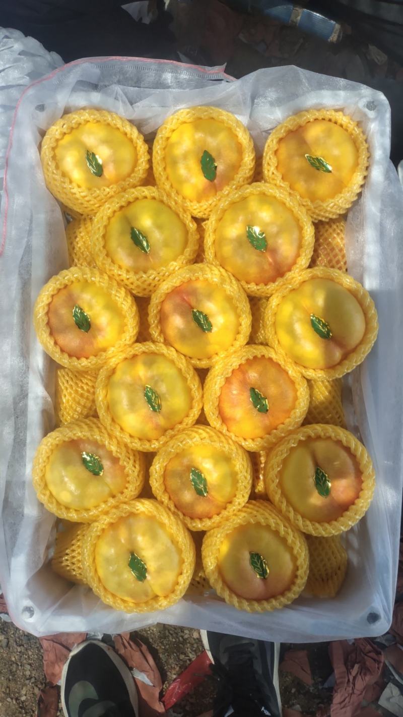 河北油蟠桃九号大量上市口感脆甜个头大，量大从优