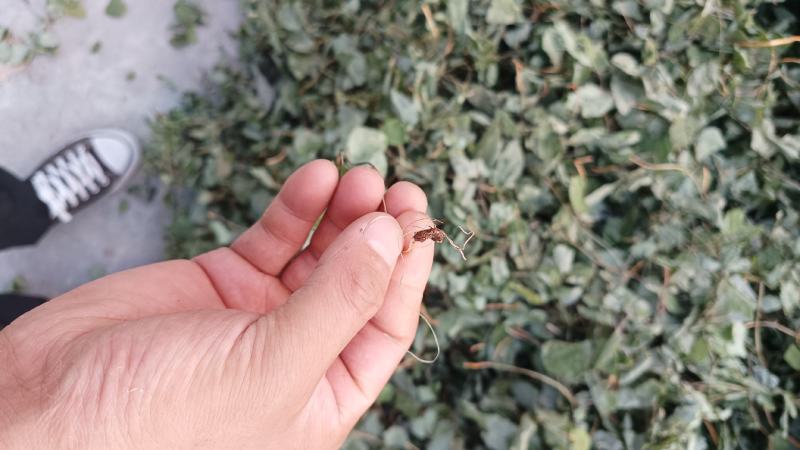 无杂草、无根、我黄叶！纯净货淫羊藿！装货前挑选杂志！
