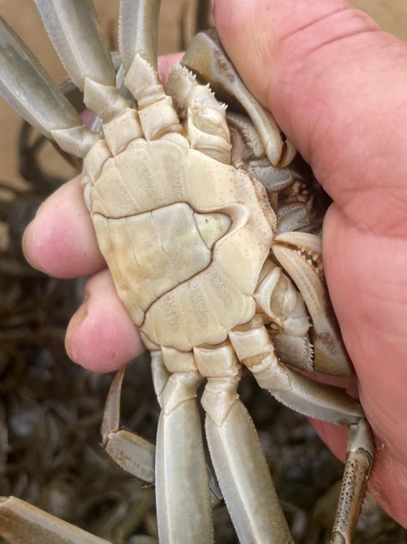 精品红膏大闸蟹现货批发规格齐全个个饱满