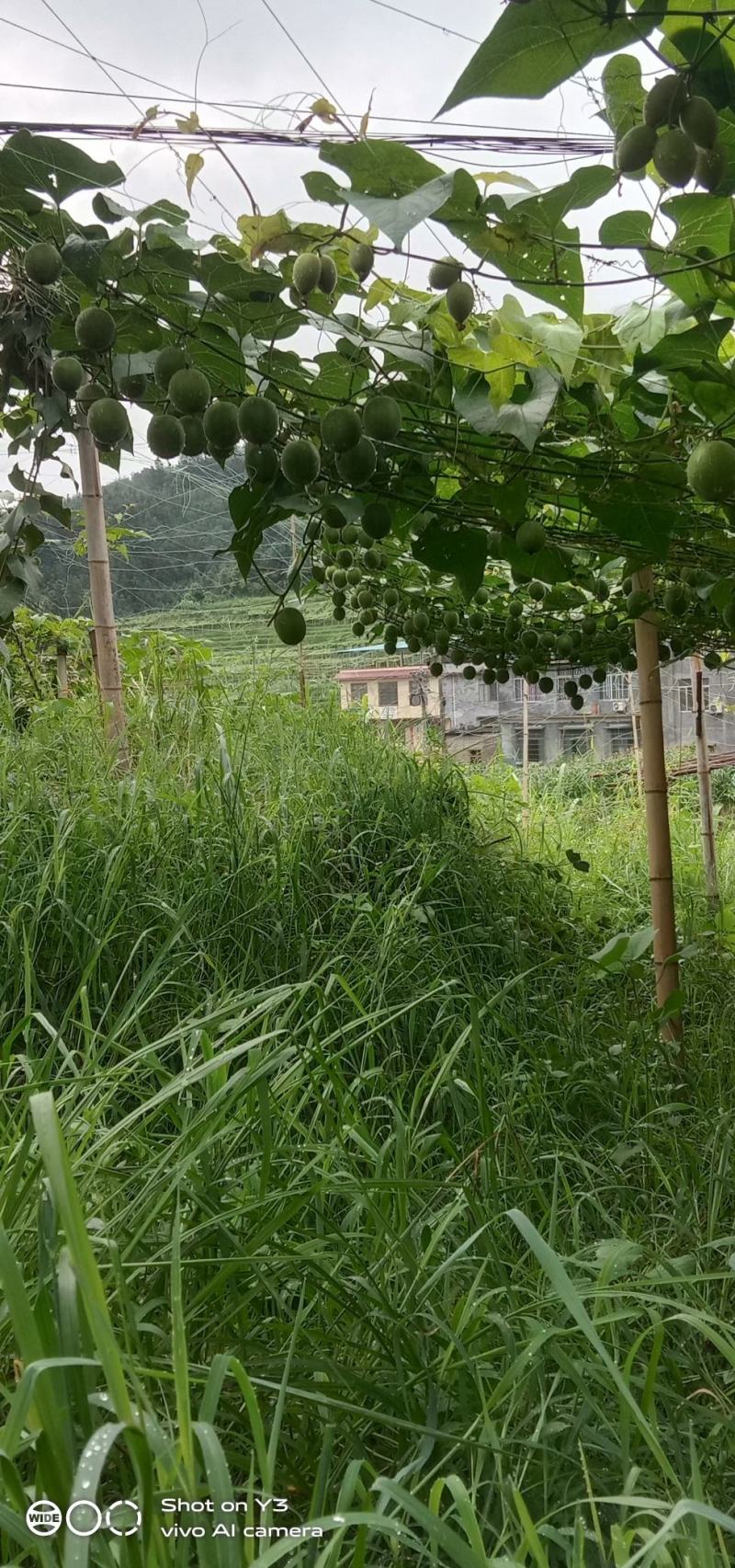罗汉果鲜品出售