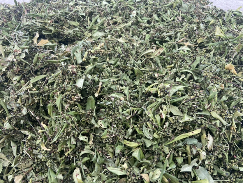 尖椒病毒病叶片斑驳症状